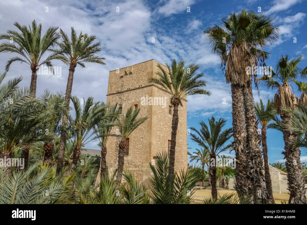 Spagna, Elche, Torre de Vaillo, palme patrimonio dell'umanità dell'UNESCO, famosa località turistica, giardino di palme con palme Foto Stock