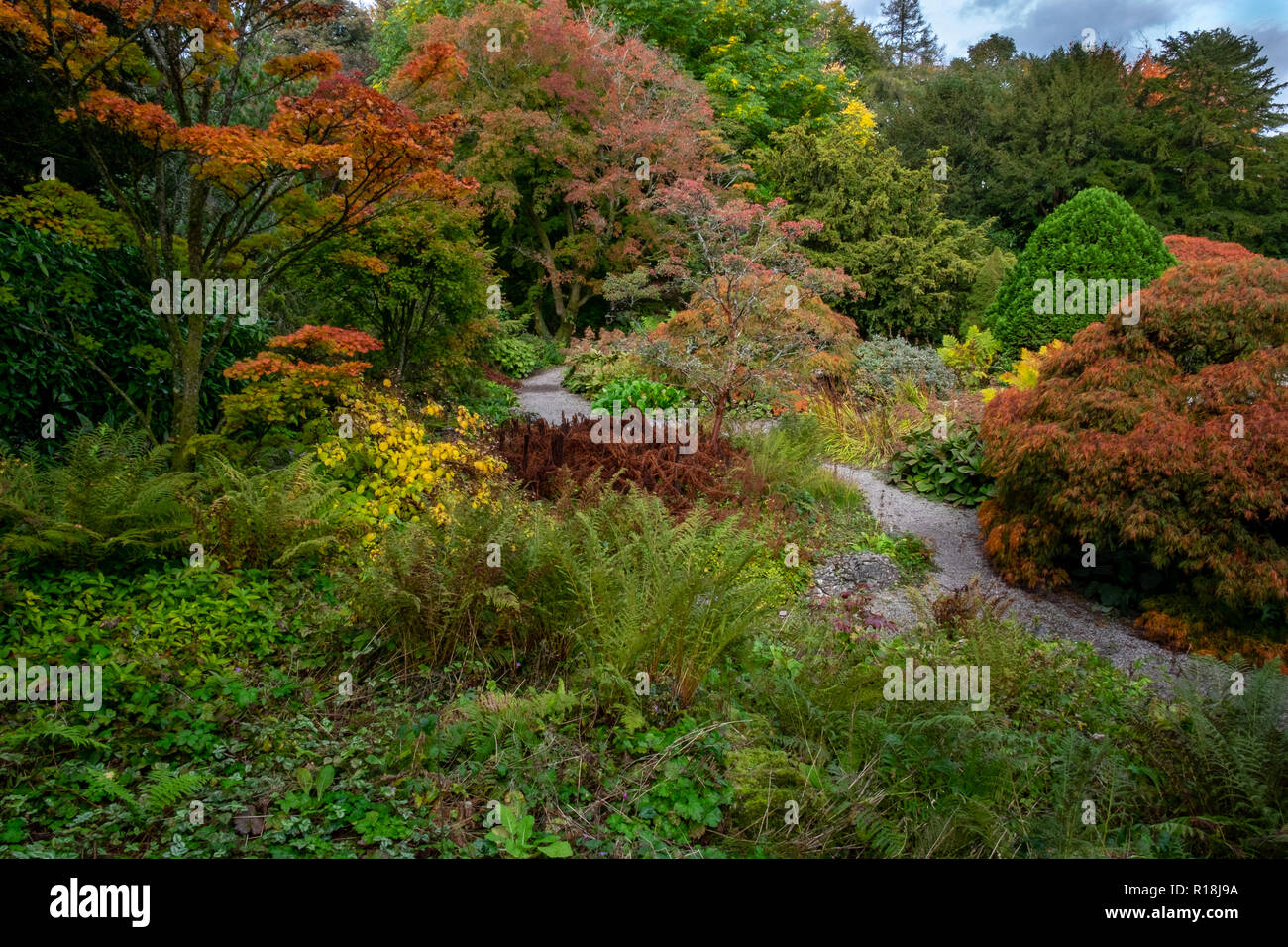 Colore di autunno in giardino Foto Stock