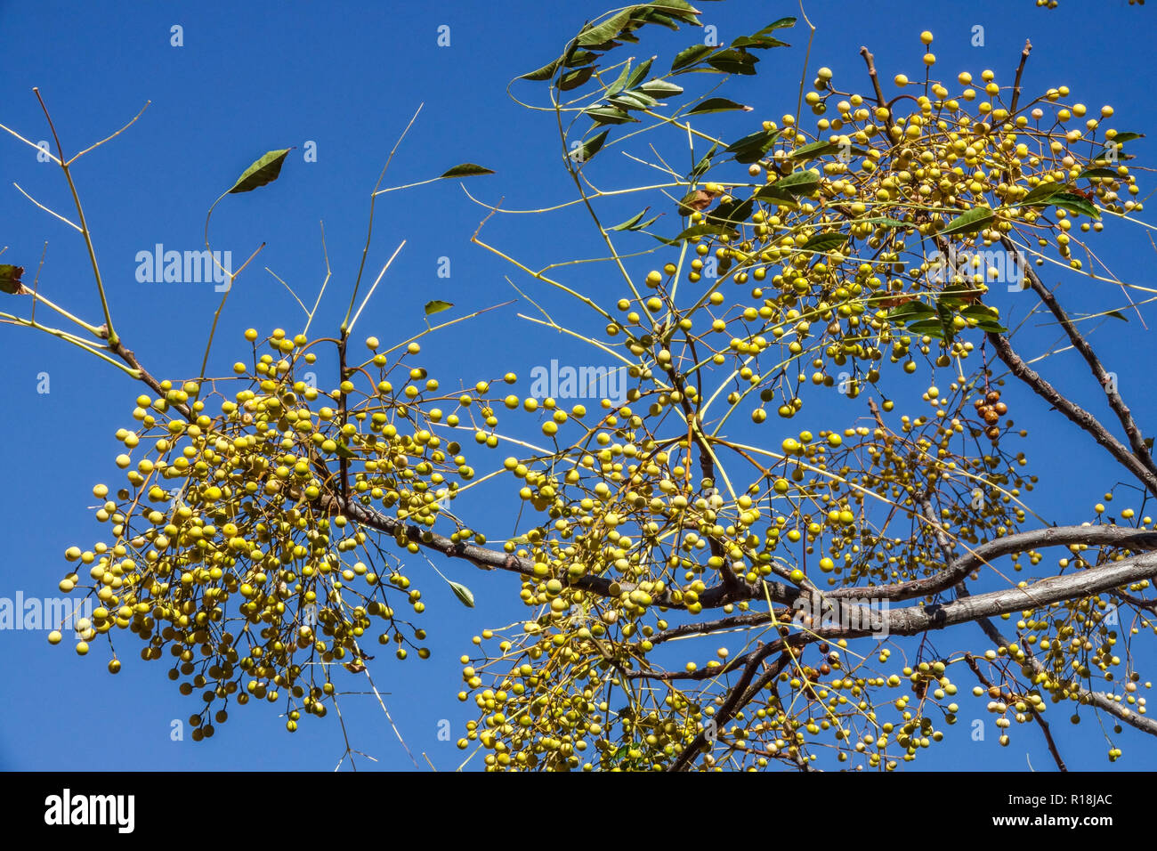 Chinaberry tree Melia azedarach, bacche di maturazione Foto Stock