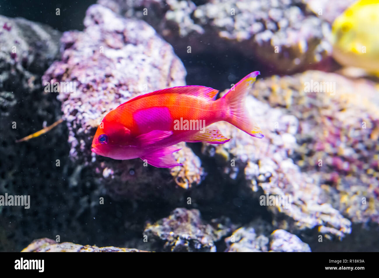 Un squarespot anthias anche sapere come il quadrato posto fairy basslet una vibrante e colorati pesci tropicali dell'oceano pacifico Foto Stock