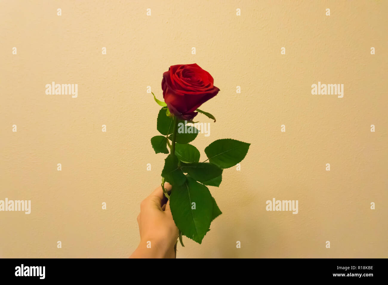 Il giorno di San Valentino a mano azienda e dando una rosa rossa isolato su un colorato e lo sfondo a trama Foto Stock