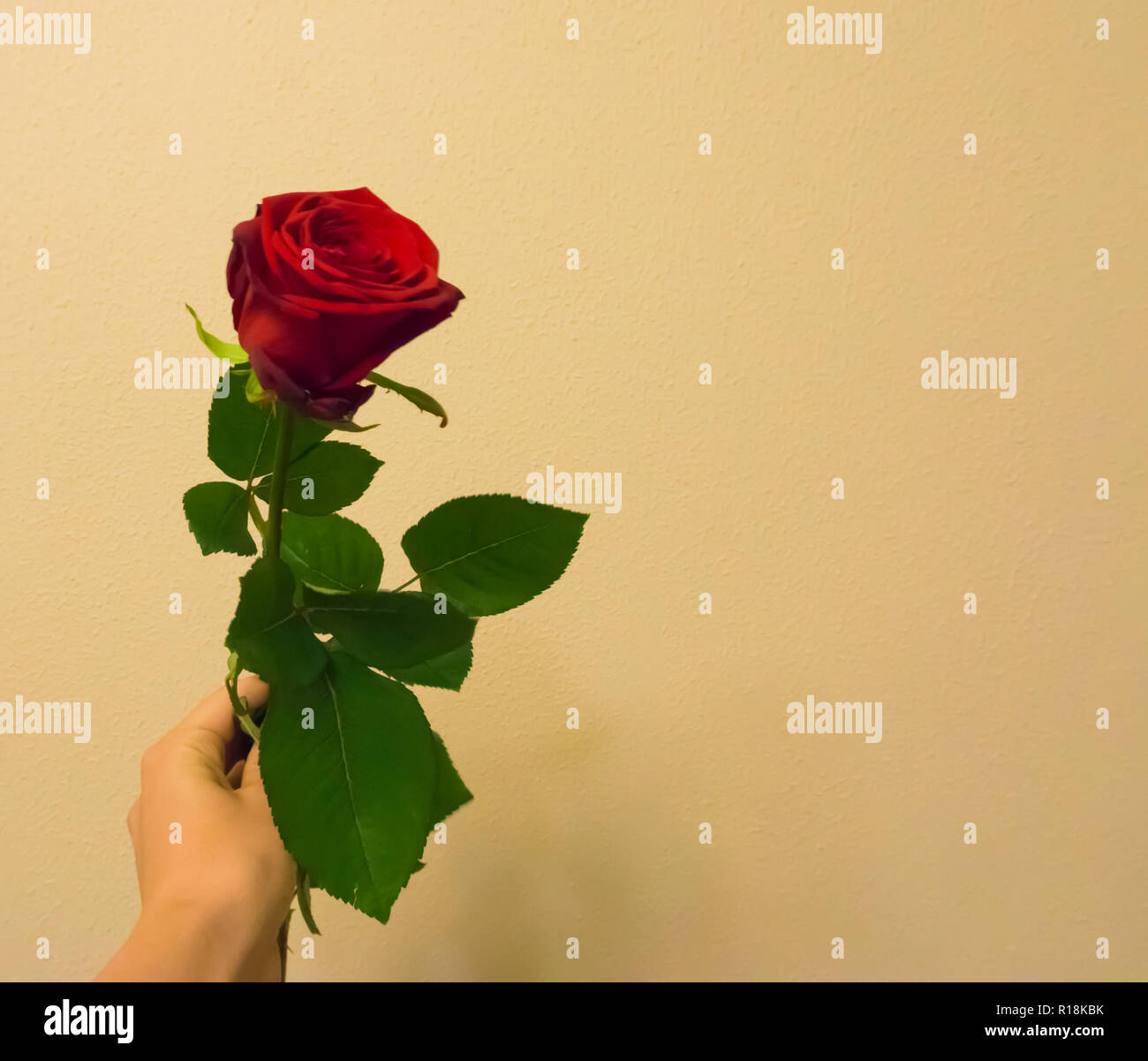 Il giorno di San Valentino a mano azienda e dando una rosa rossa con spazio per scrivere ciò che si desidera isolate su un colorato e lo sfondo a trama Foto Stock