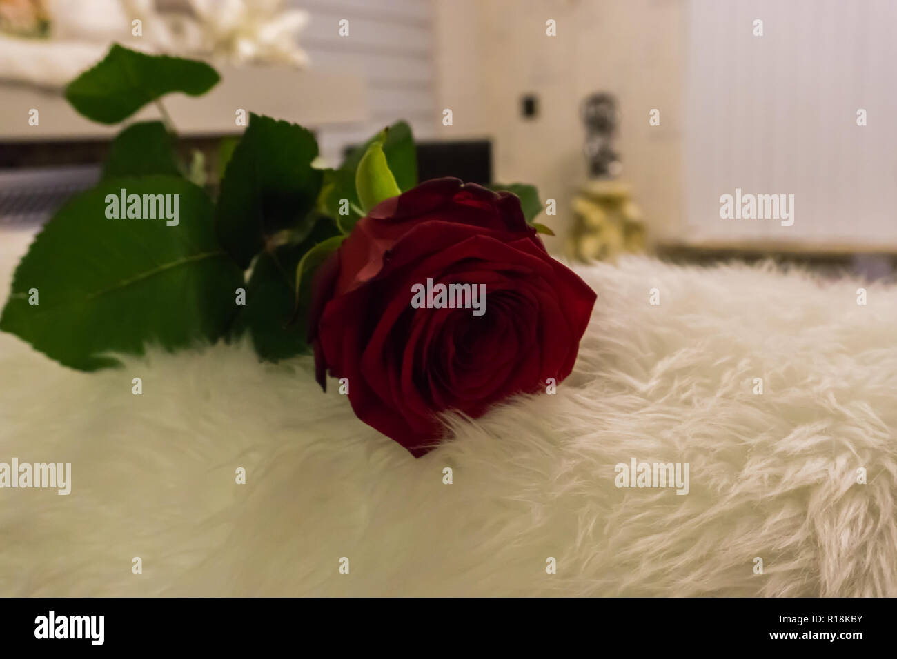 Un rosso Valentino rose posa su un tappeto bianco in un soggiorno a sorpresa di san valentino Foto Stock