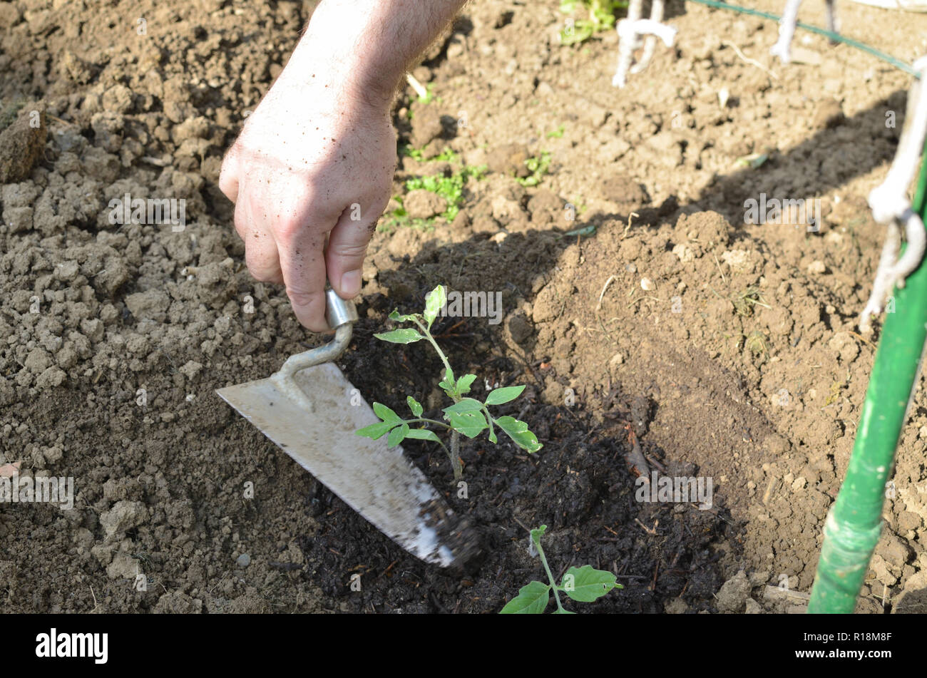 Piantare piantine di pomodoro in un giardino nel cortile in primavera Foto Stock