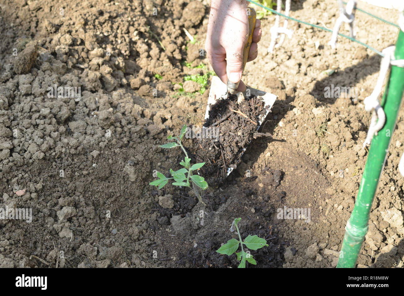 La piantagione organico piantine di pomodoro in un giardino interno con un utensile, in primavera Foto Stock