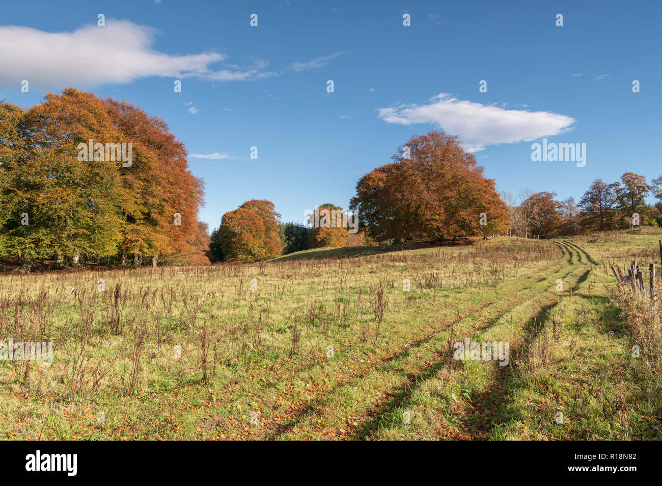 Uno stand di alberi di faggio in un campo nel rurale Aberdeenshire in autunno Foto Stock