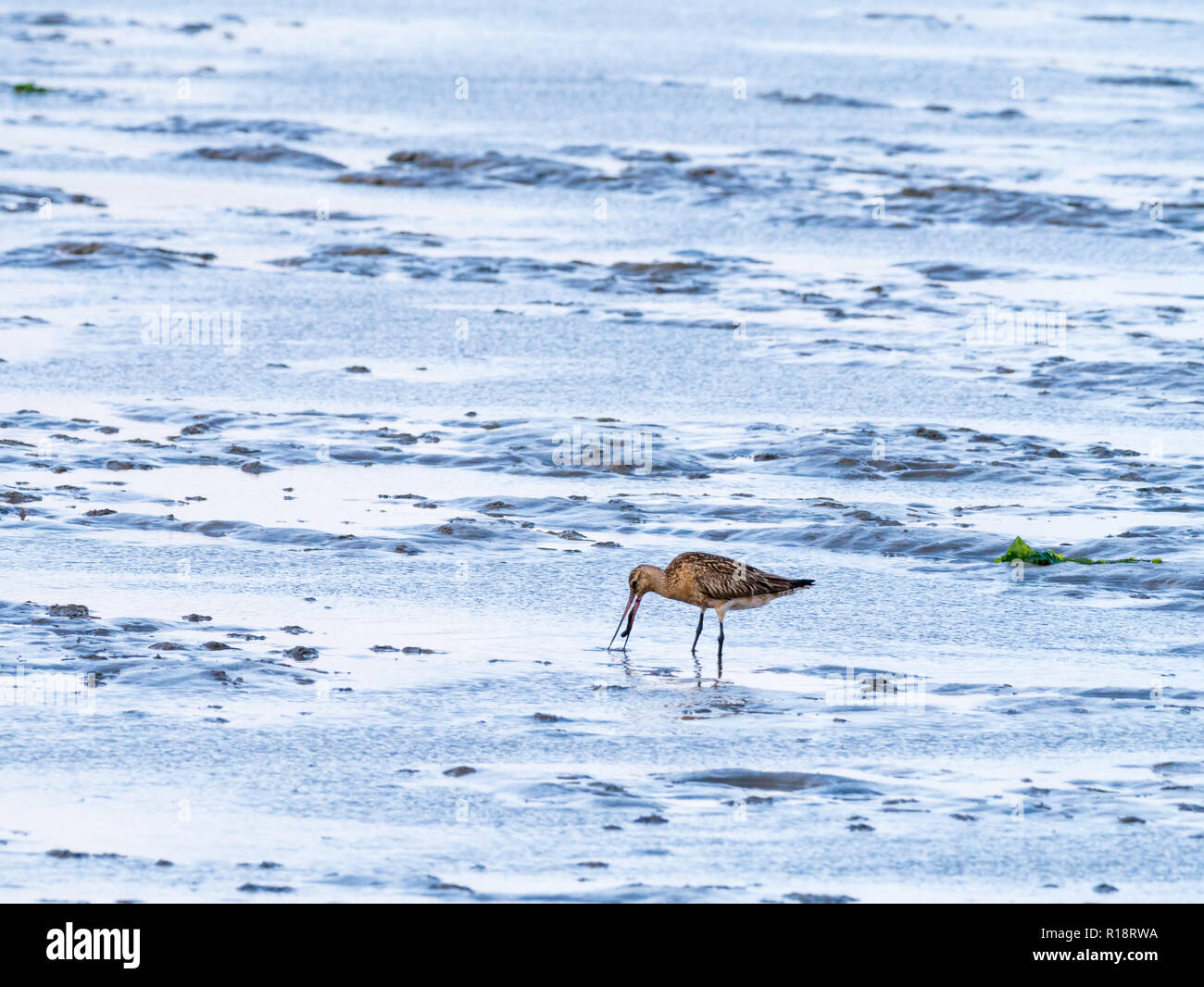 Adulto bar-tailed godwit, Limosa lapponica, con lugworm nel becco, alimentazione sulla piana di fango a bassa marea del mare di Wadden, Paesi Bassi Foto Stock