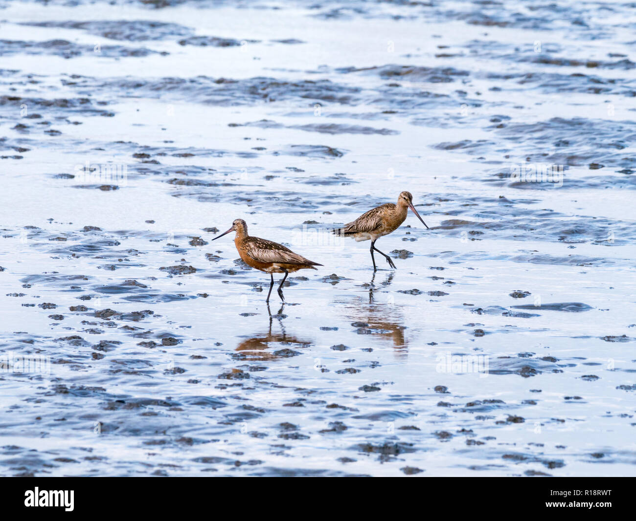 Due adulti bar-tailed godwits, Limosa lapponica, alimentazione sulla piana di fango a bassa marea del mare di Wadden, Paesi Bassi Foto Stock