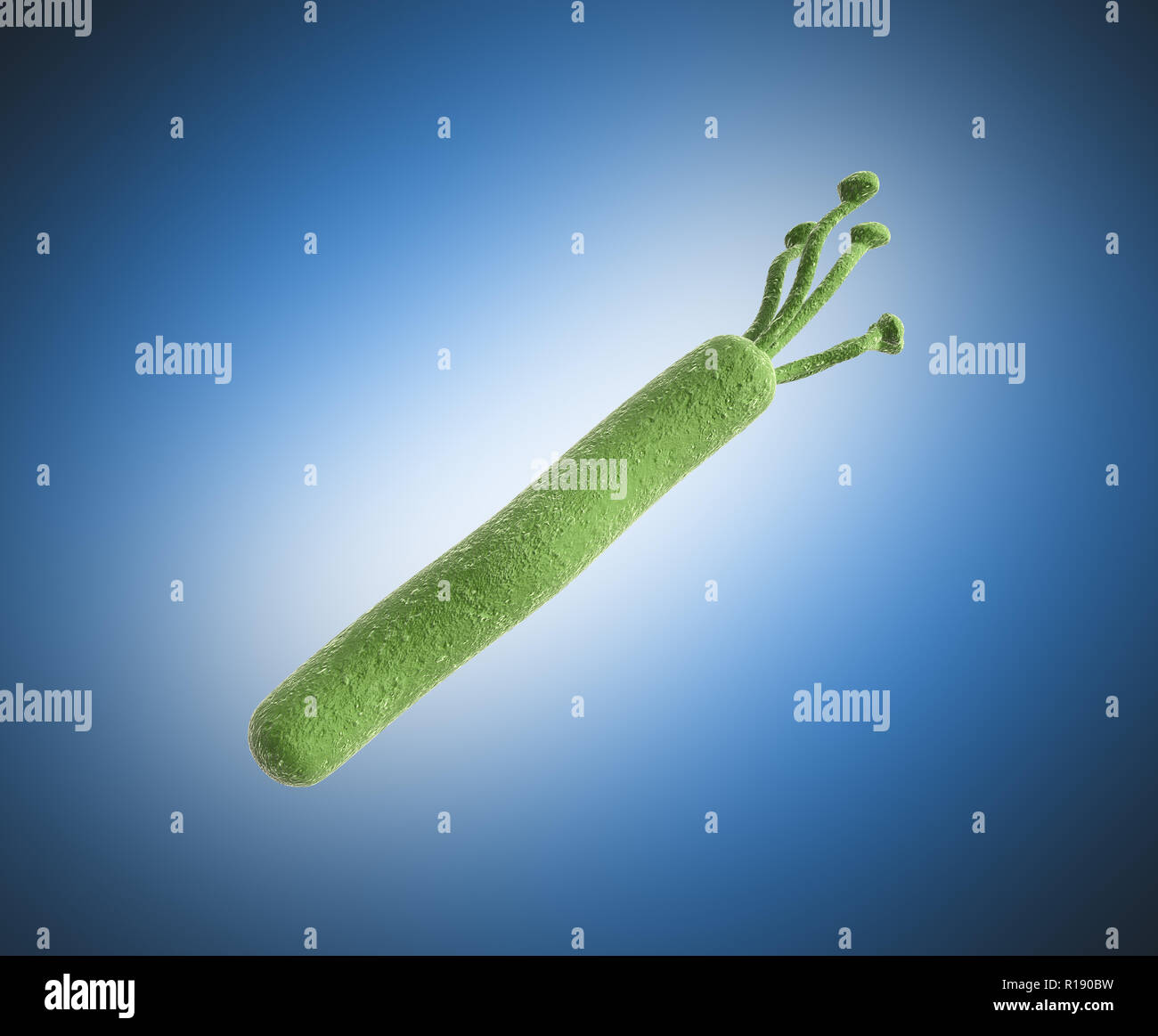 Helicobacter pylori 3D render image su blu Foto Stock