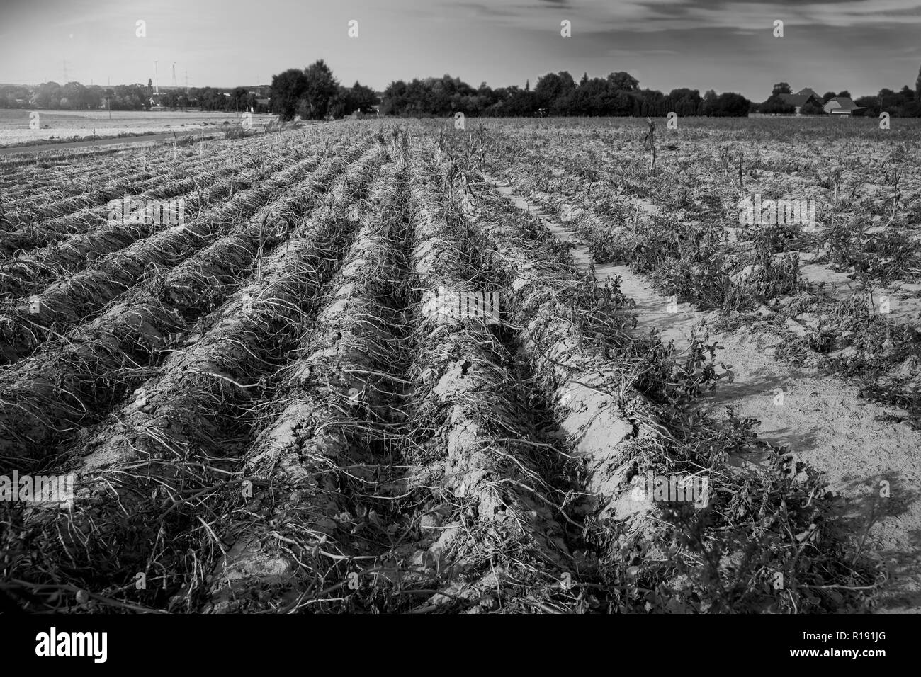 In estate calda, la secchezza distrugge le patate coltivate in Soest, Renania settentrionale-Vestfalia (Germania). Le piante vengono essiccate fino a righe sul Foto Stock