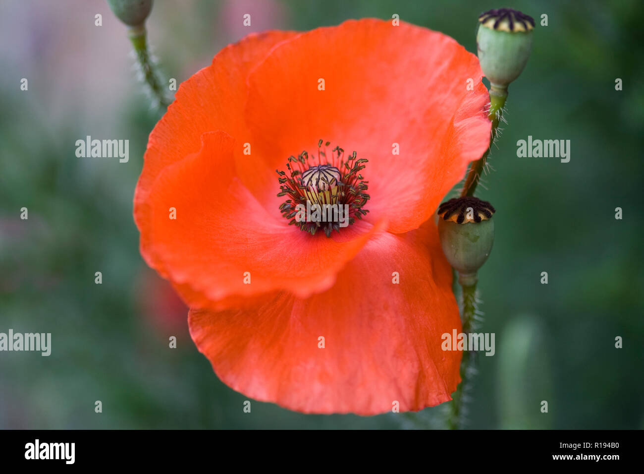 Comune di rosso papavero (Papaver rhoeas) Foto Stock