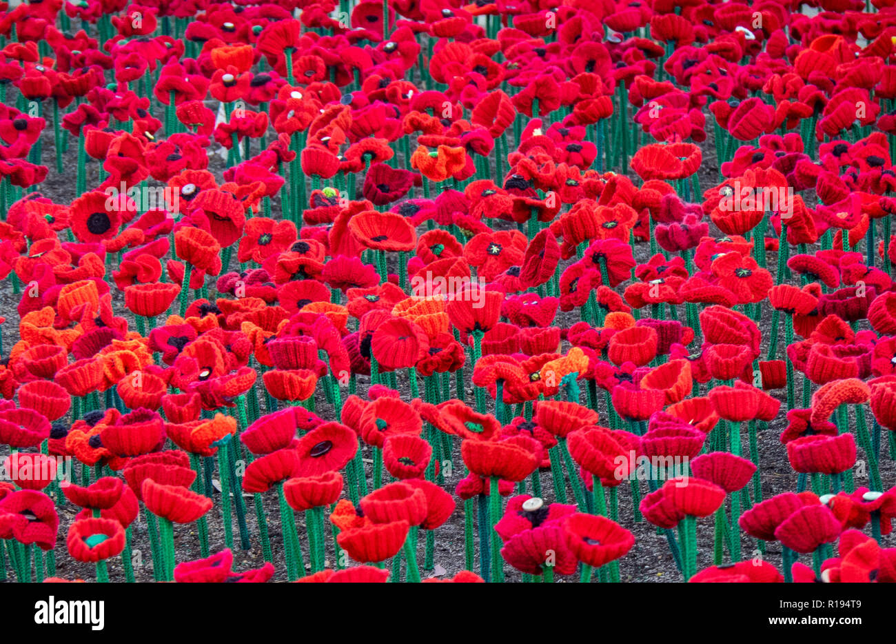 2018 Giorno del Ricordo di papavero display del progetto di papaveri artigianalmente in Kings Park Perth Western Australia Foto Stock