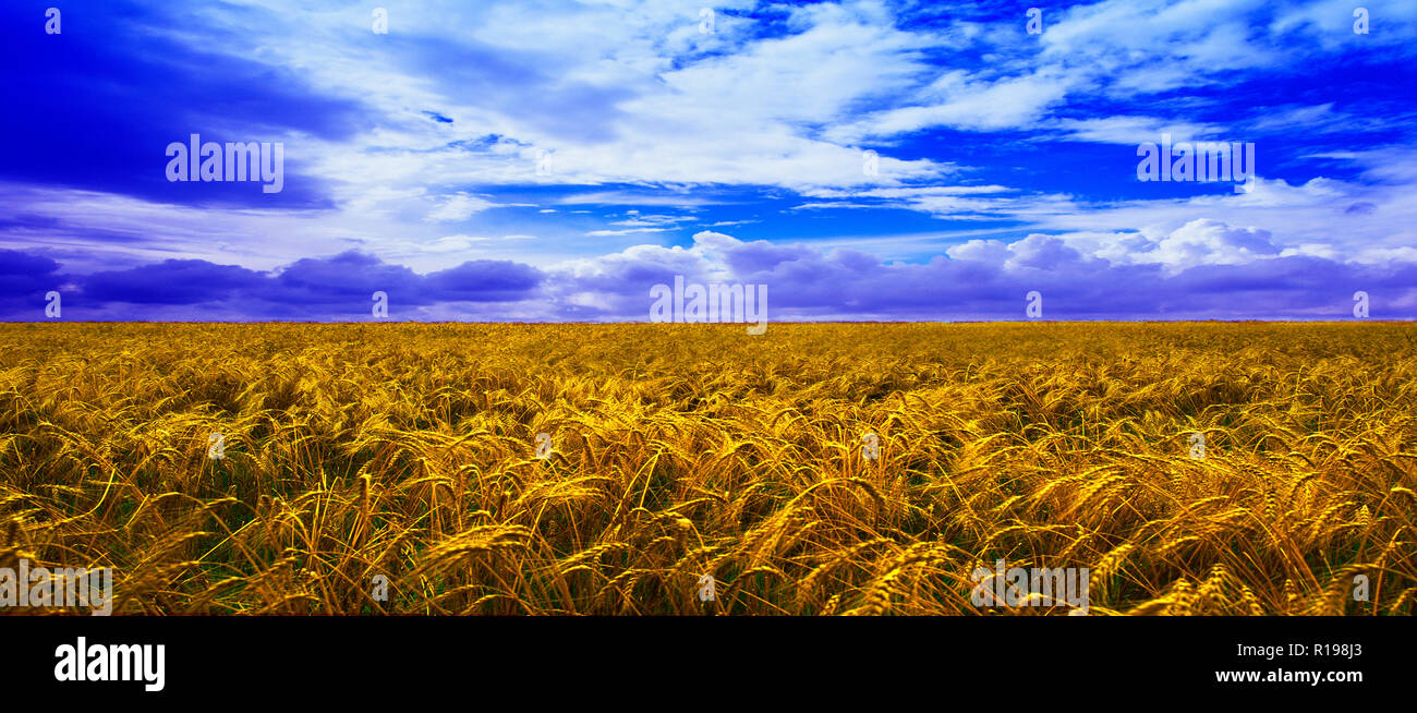 Cornfield in Sud Africa Foto Stock