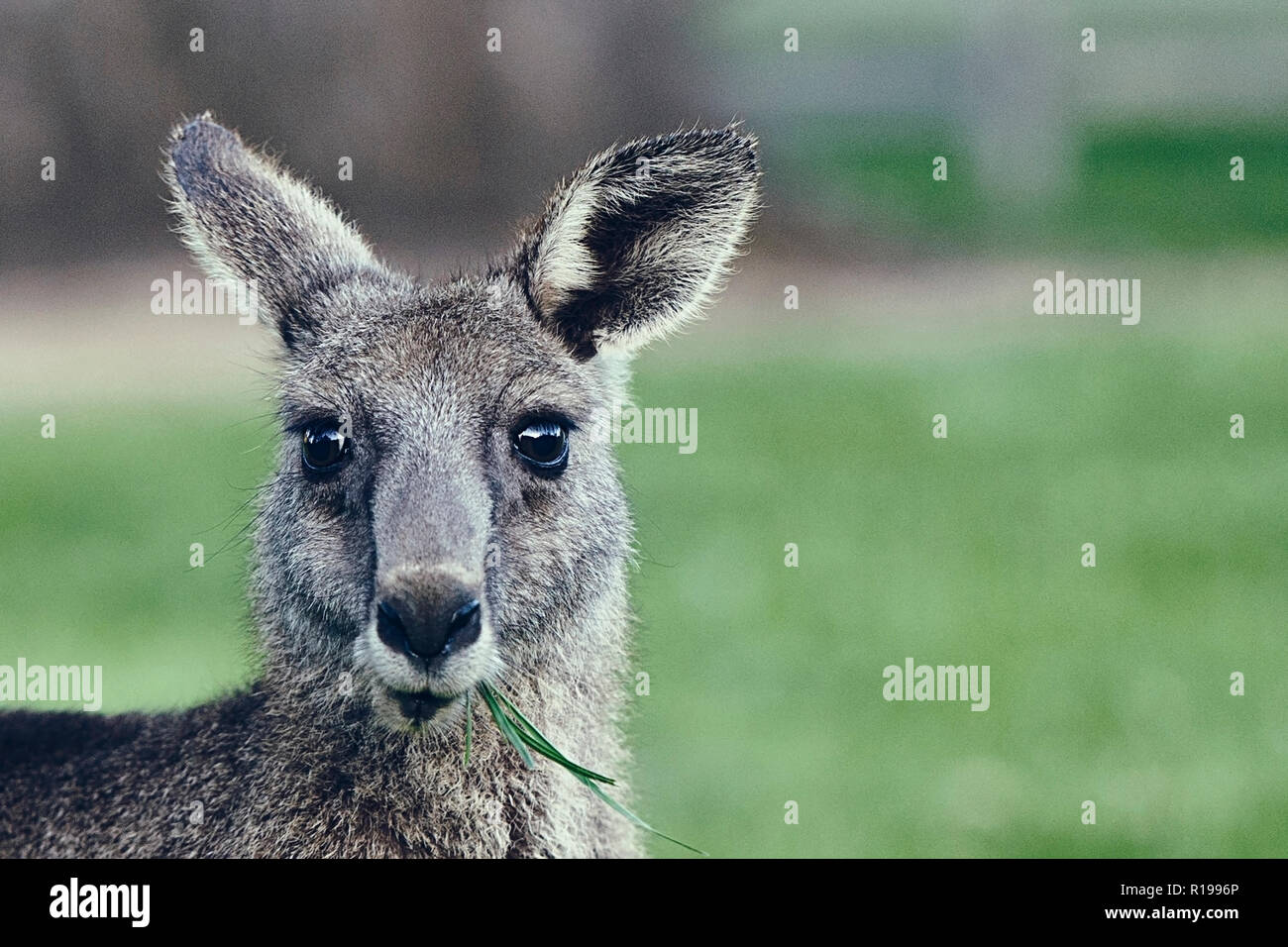 Kangaroo , hall.s gap II - Australia Foto Stock