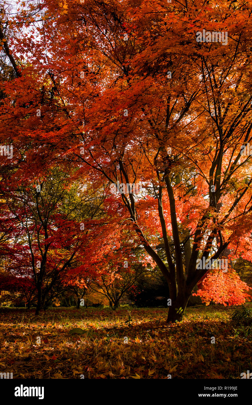 Colori d'autunno Foto Stock