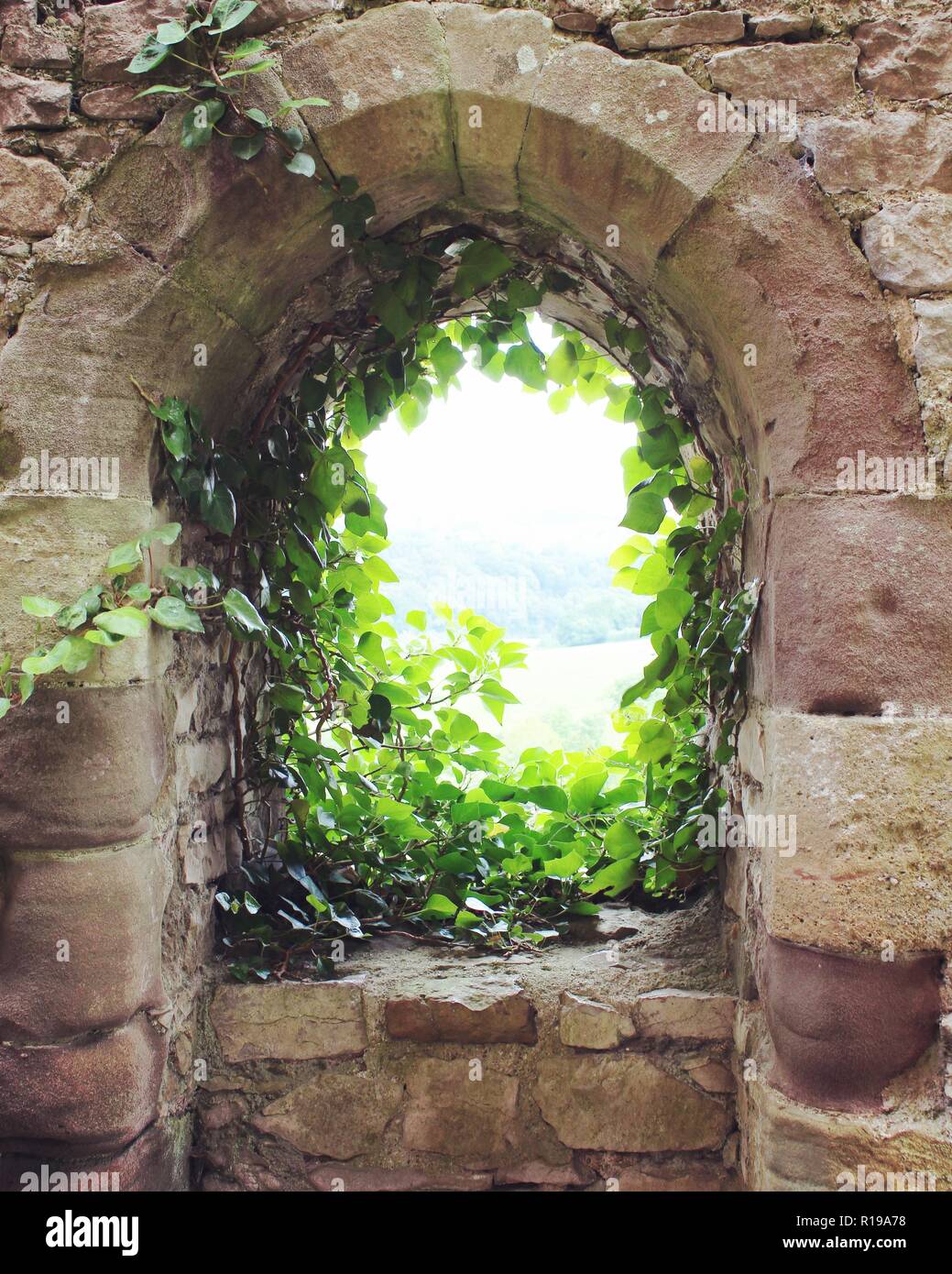 Peaking attraverso l'edera che copre una piccola finestra arco nella parete a Chepstow Castle, Galles Foto Stock