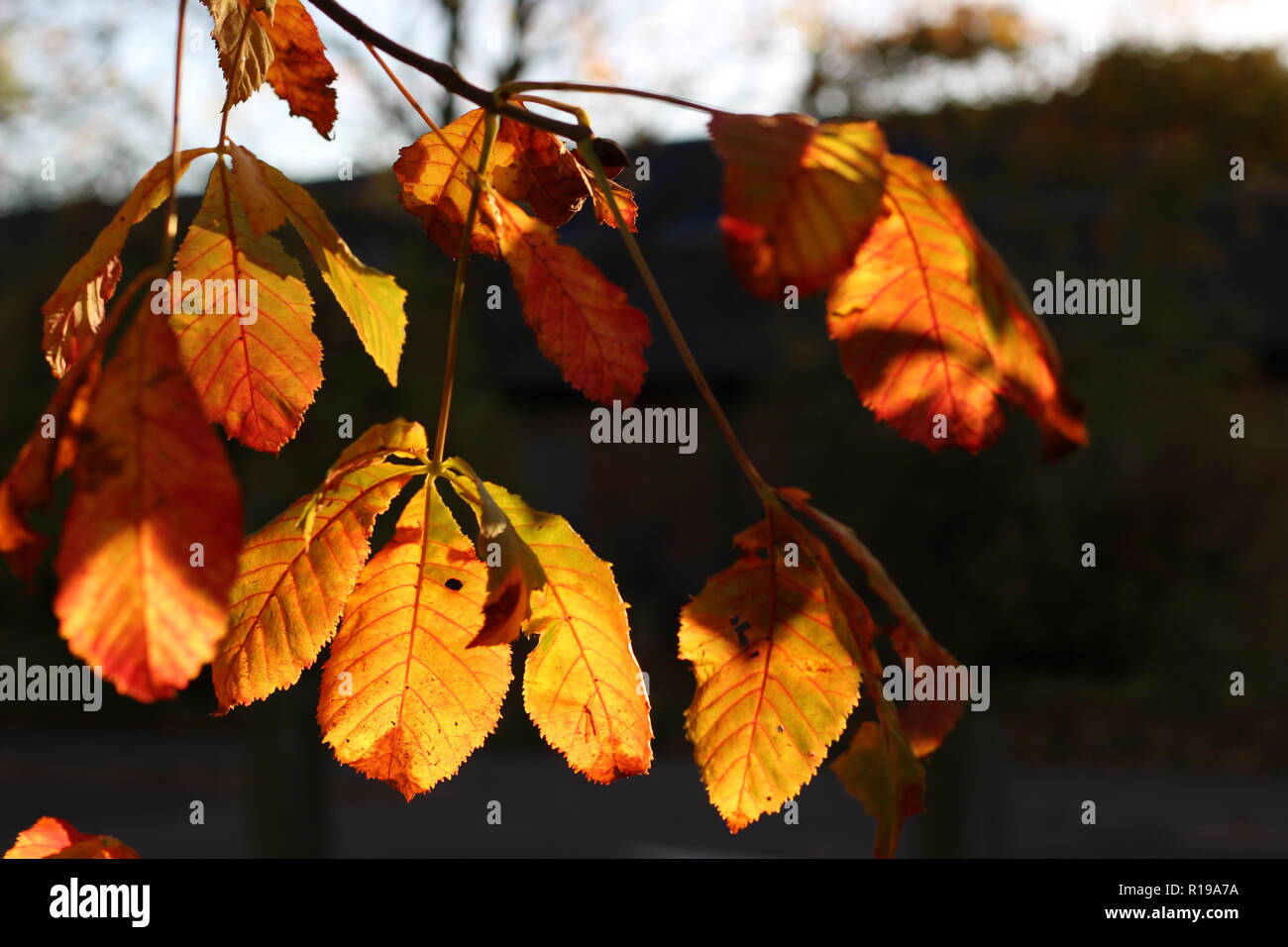 Il Golden Sun splende attraverso foglie di autunno nel villaggio di Chilton, Didcot, Oxfordshire, Regno Unito Foto Stock