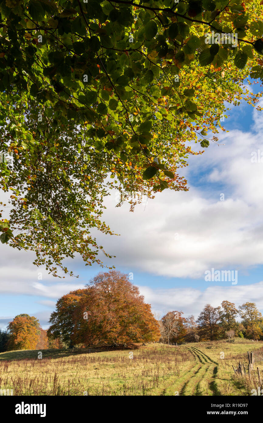 Uno stand di alberi di faggio in un campo nel rurale Aberdeenshire in autunno Foto Stock