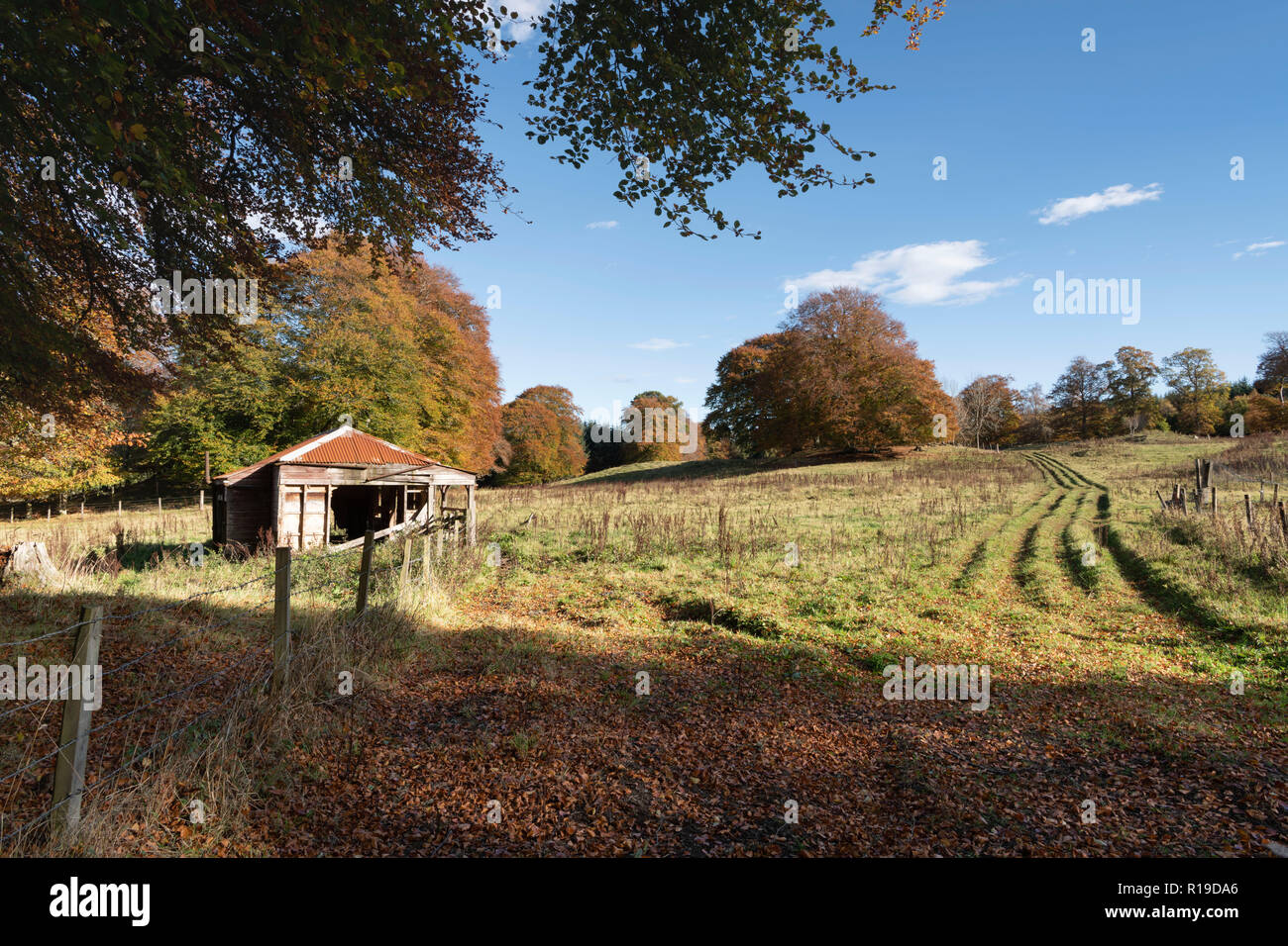 Faggi che circondano una diroccata baita in legno in Aberdeenshire Foto Stock