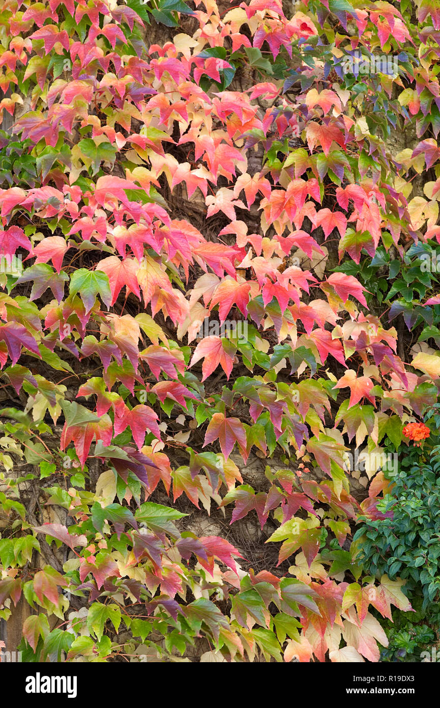 Boston Ivy cambiando colore di autunno Foto Stock