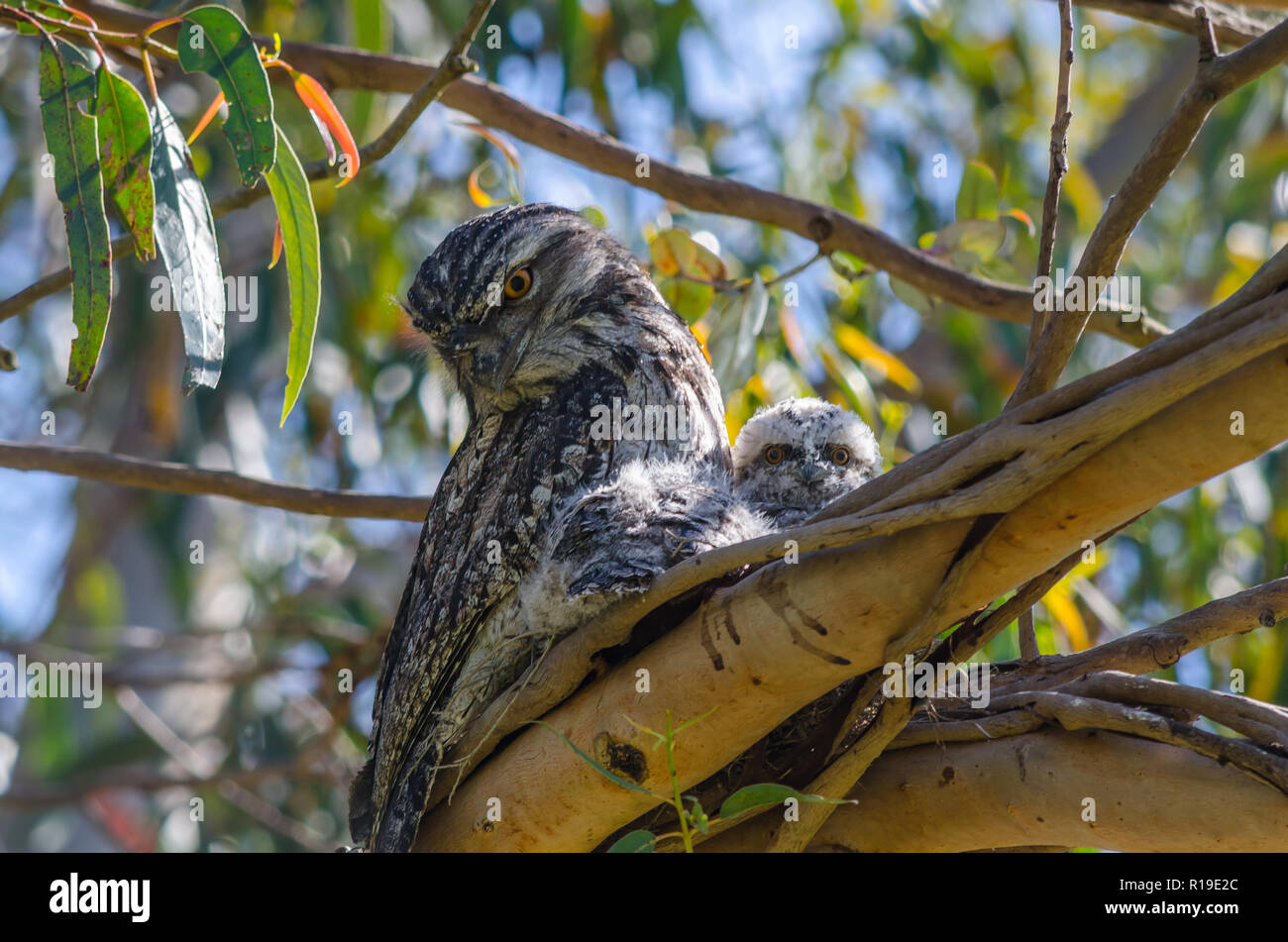 Il Nesting Frogmouth Bruno e i suoi pulcini Foto Stock