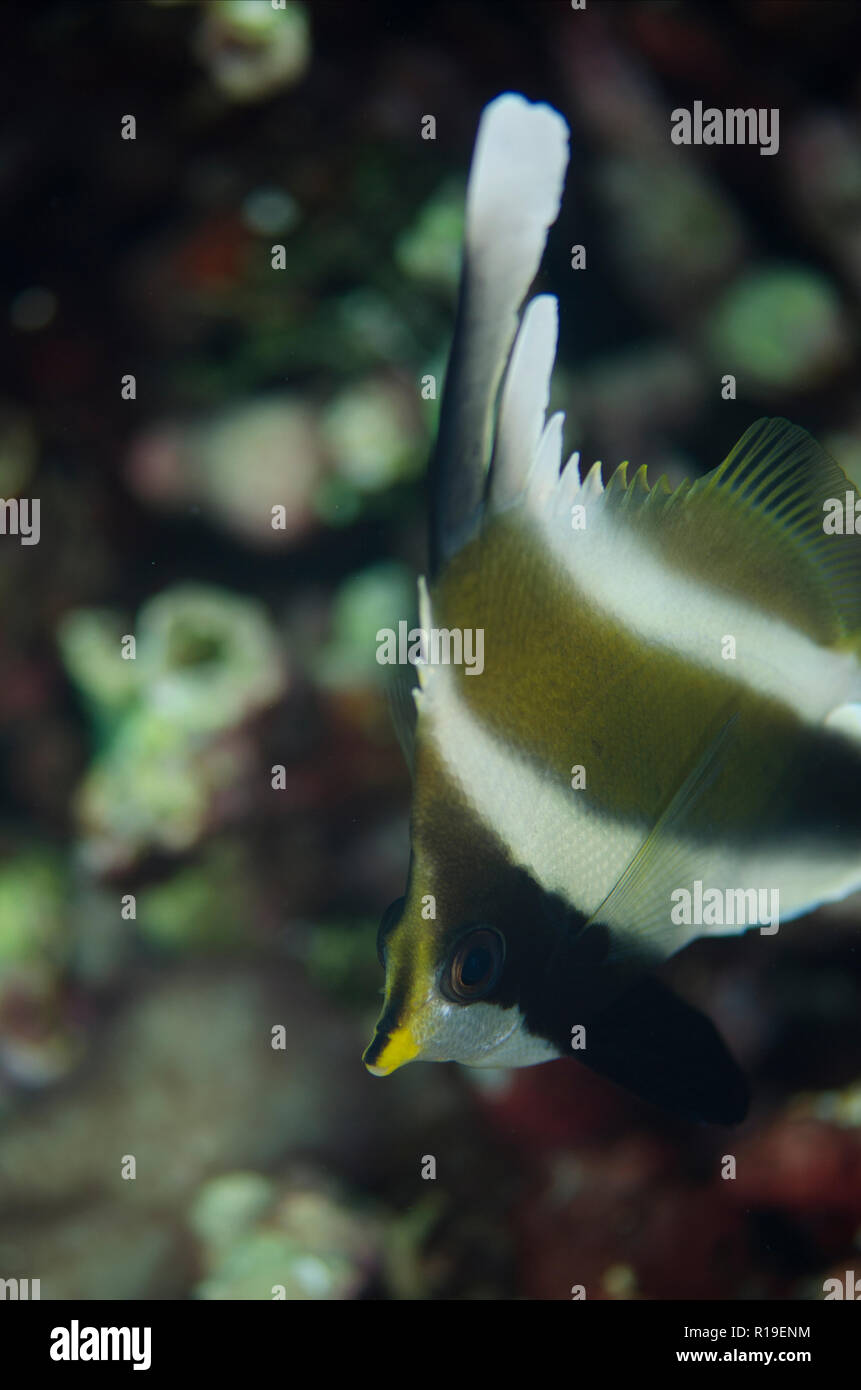 Pennant Bannerfish, Heniochus chrysostomus, Batu Angus sito di immersione, Lembeh Straits, Sulawesi, Indonesia Foto Stock