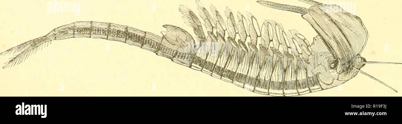 Il museo di storia naturale, con saggio introduttivo sulla storia naturale del mondo primordiale : essendo un popolare conto della struttura, abitudini, e la classificazione dei vari dipartimenti del regno animale, quadrupedi, uccelli, rettili, pesci e conchiglie, insetti, inclusi gli insetti distruttivi per l'agricoltura Foto Stock