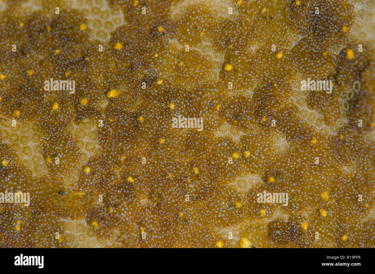 Acoel Flatworms, Waminoa sp, Serena West sito di immersione, su Coral, Lembeh Straits, Sulawesi, Indonesia Foto Stock