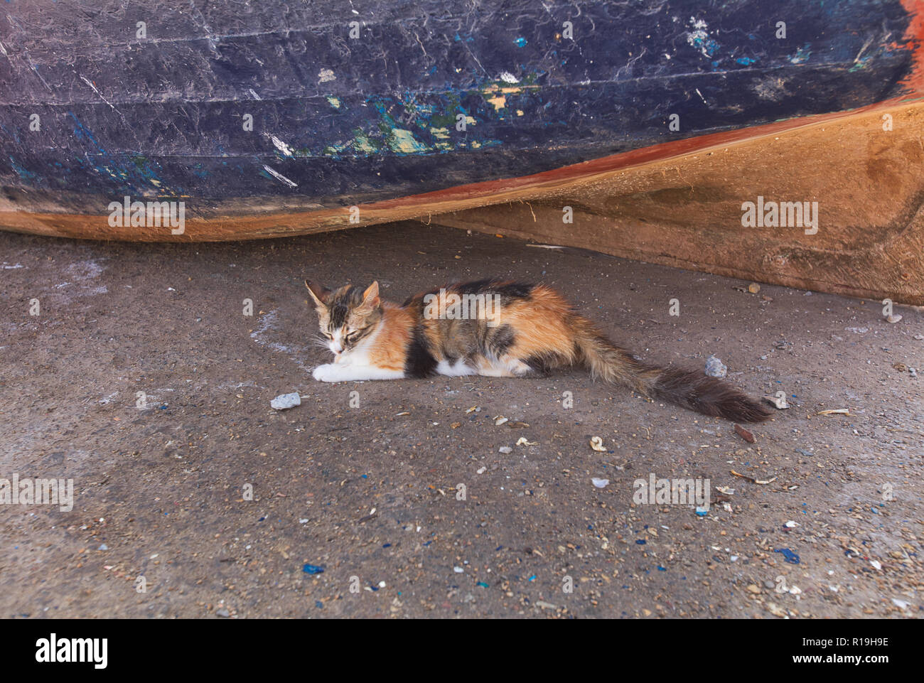 Un marocchino cat in appoggio sulla strada Foto Stock