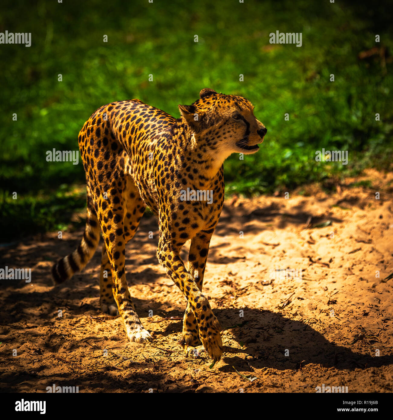 Lo Zoo di Chester Cheetah Foto Stock