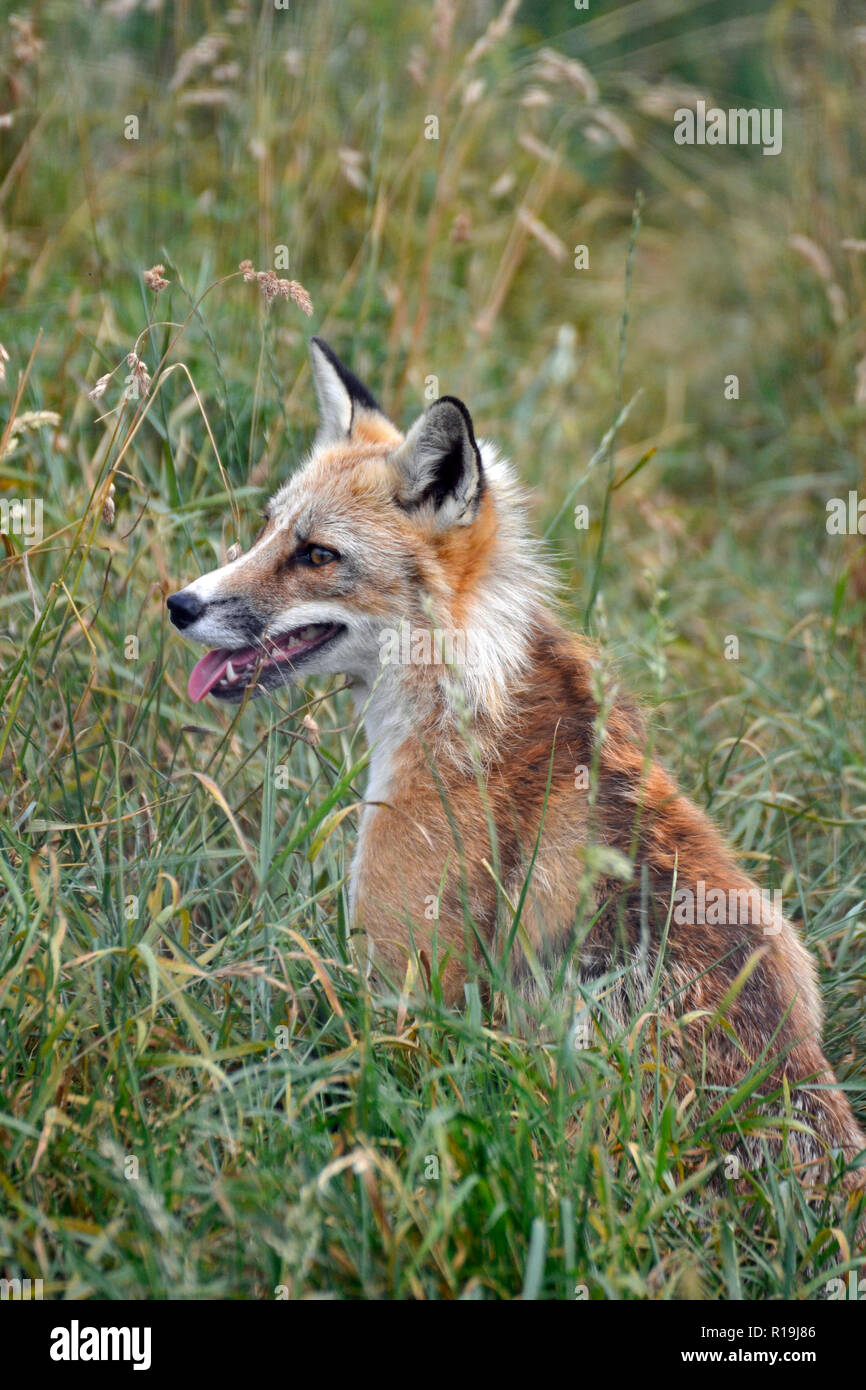Una volpe rossa, nativa della Gran Bretagna, denominato 'SOX' all'ARCA Wildlife Park e il santuario di salvataggio - Stickney, Lincolnshire, Regno Unito Foto Stock