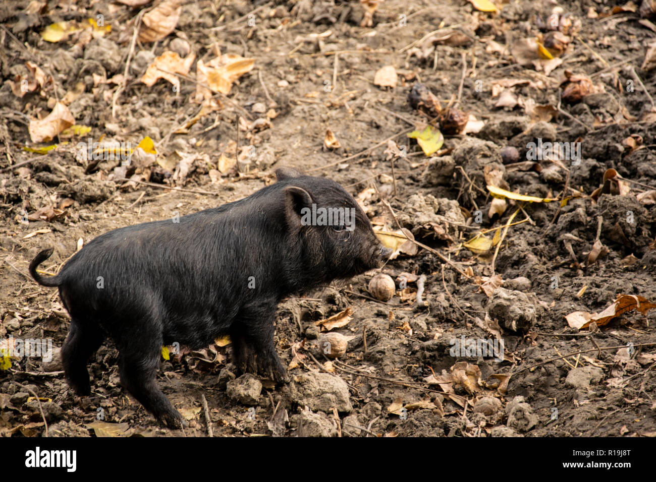 Carino giovane vietnamita nero panciuta pig in funzione dell'azienda. Foto Stock