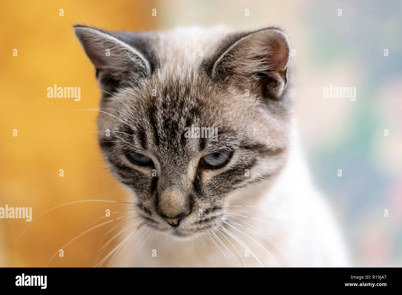 Giovani, cute cat close-up foto ritratto con sfondo bokeh di fondo. Foto Stock