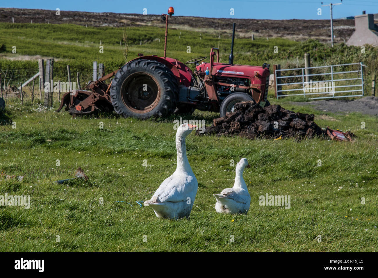 Crofting e trattore Massey Ferguson 135, Hoy, Orkney. Foto Stock