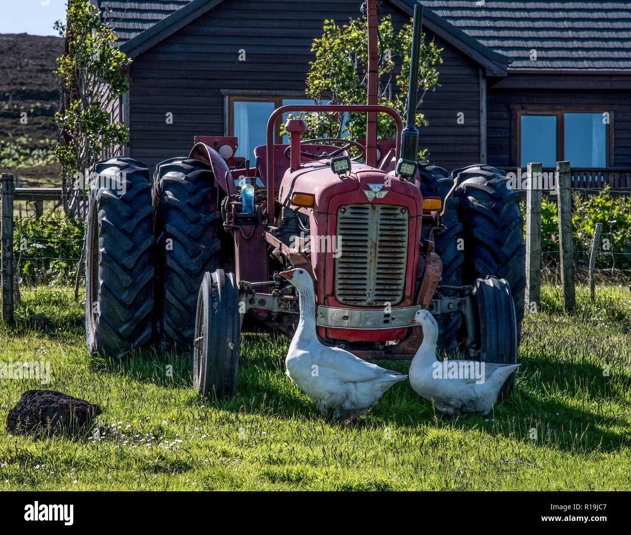 Crofting e trattore Massey Ferguson 135, Hoy, Orkney. Foto Stock