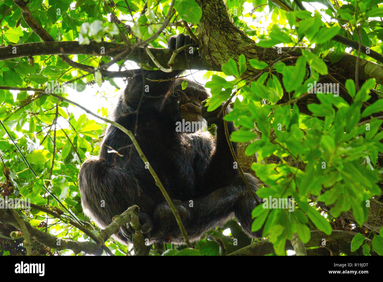 Uno scimpanzé (Pan troglodytes) di uno scimpanzé su un alto albero, Kibale national park, Uganda Foto Stock