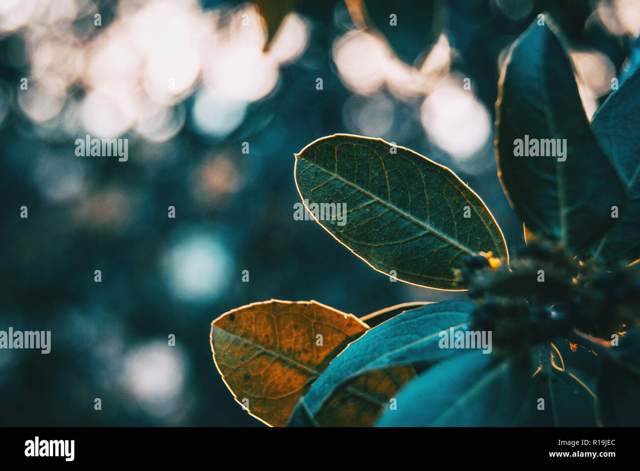 Foglie verdi di LIGUSTRUM LUCIDUM in natura Foto Stock
