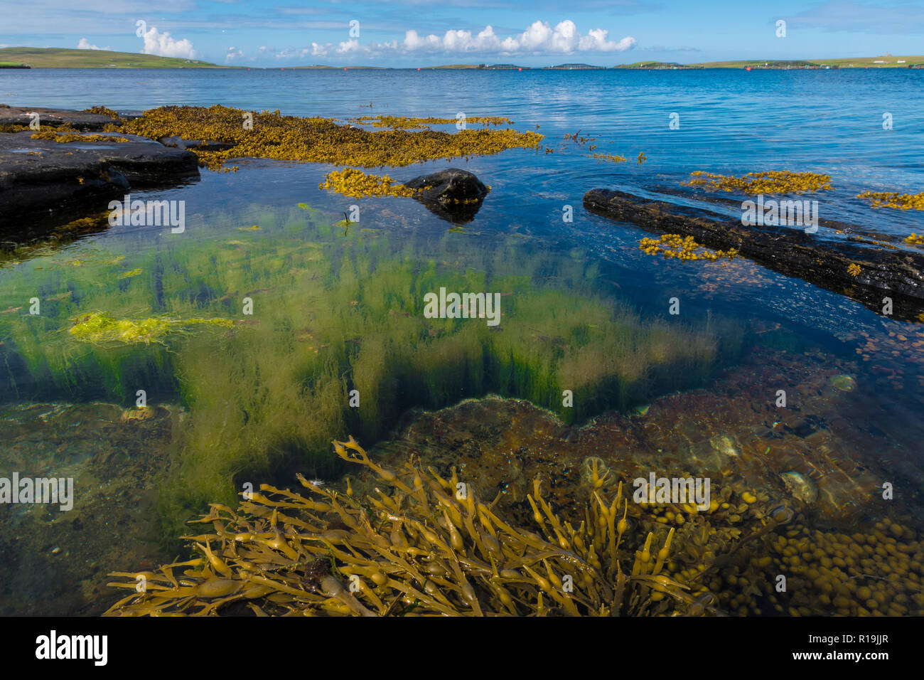 Incontaminato habitat costieri con Kelp su Rousay, Orkney Foto Stock