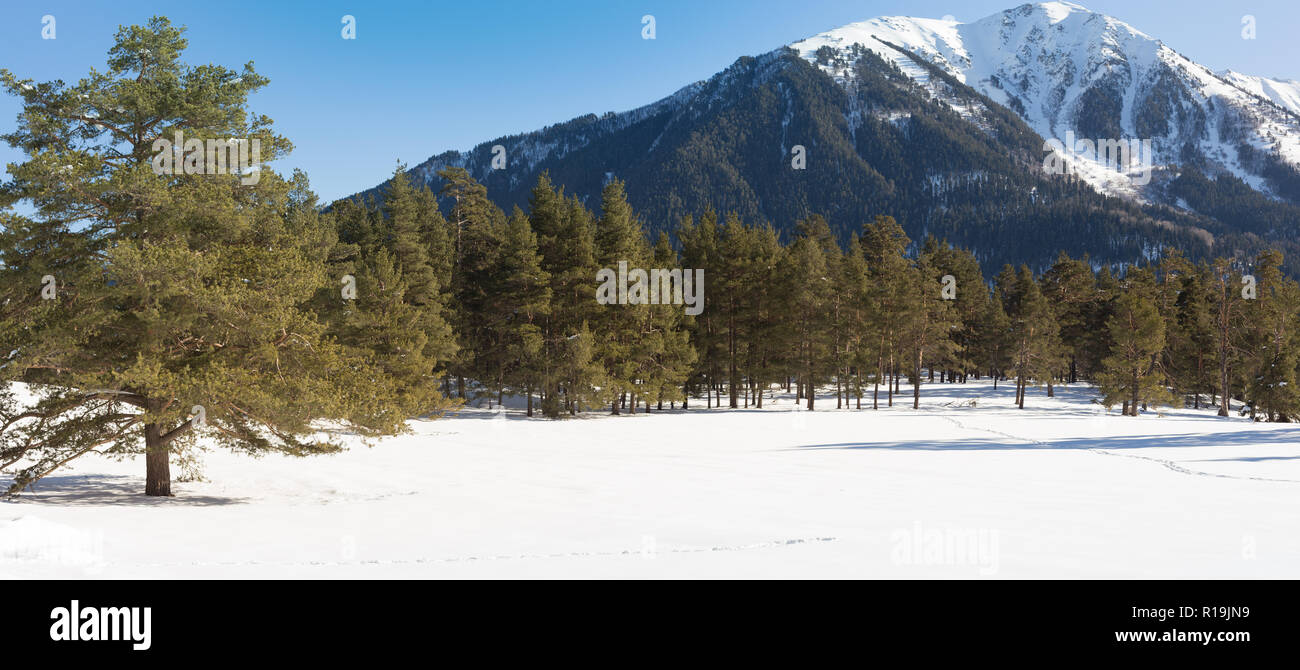 Paesaggio invernale delle montagne innevate in un giorno chiaro. Il concetto di viaggio, vedute panoramiche di picchi rocciosi e pendii con la foresta di conifere. Foto Stock