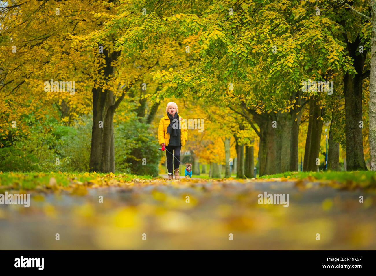 Aberystwyth Wales UK, 10/11/2018. UK Meteo: dopo una selvaggia e tempestoso mattina in Aberystwyth, i venti calmi abbastanza per consentire questa donna per raggiungere a piedi il suo cane nel parco Plascrug, con il suo rivestimento giallo in corrispondenza del baldacchino di foglie d'oro come i colori dell'autunno raggiungono il loro culmine. Photo credit Keith Morris / Alamy Live News Foto Stock