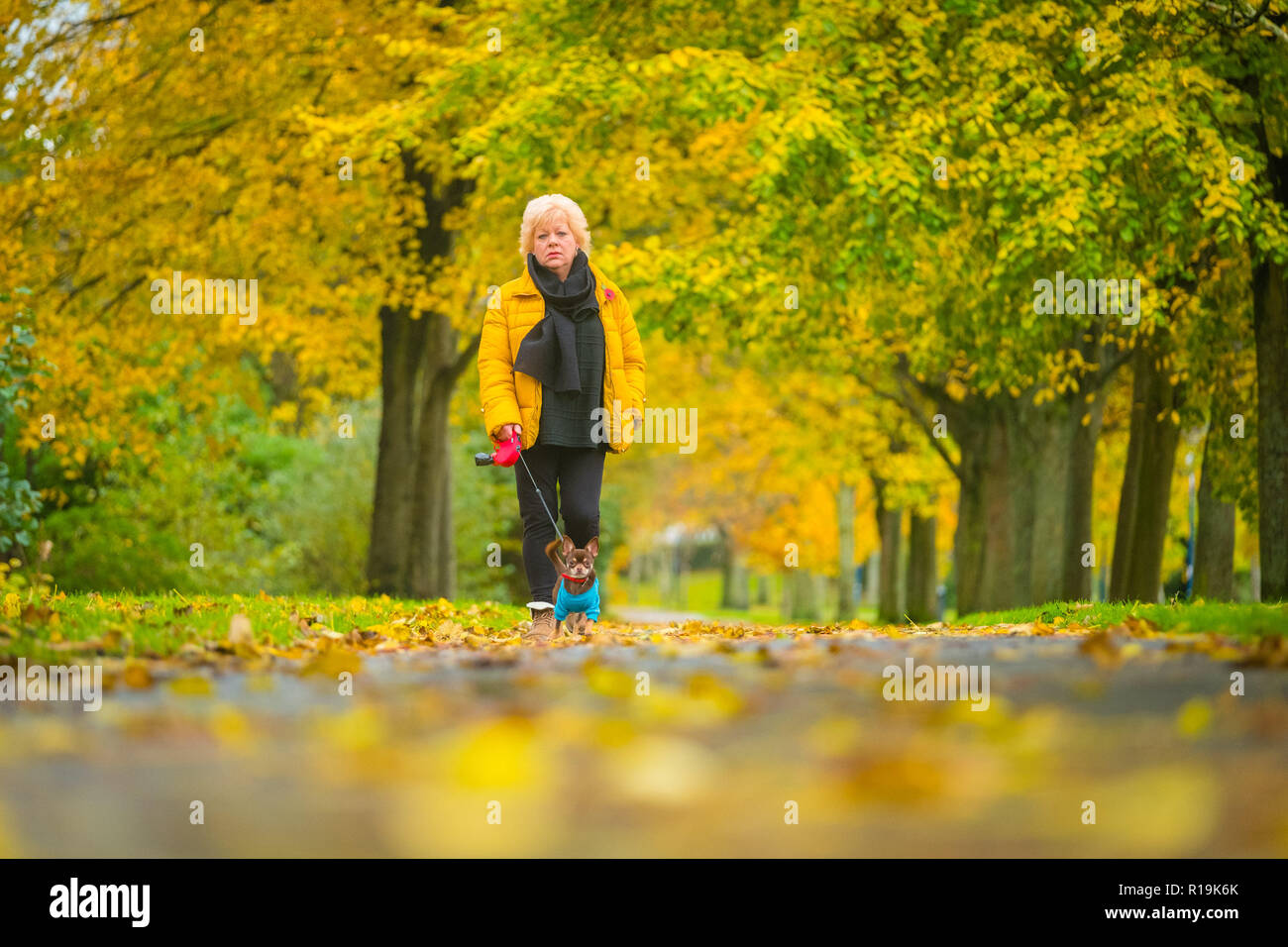 Aberystwyth Wales UK, 10/11/2018. UK Meteo: dopo una selvaggia e tempestoso mattina in Aberystwyth, i venti calmi abbastanza per consentire questa donna per raggiungere a piedi il suo cane nel parco Plascrug, con il suo rivestimento giallo in corrispondenza del baldacchino di foglie d'oro come i colori dell'autunno raggiungono il loro culmine. Photo credit Keith Morris / Alamy Live News Foto Stock