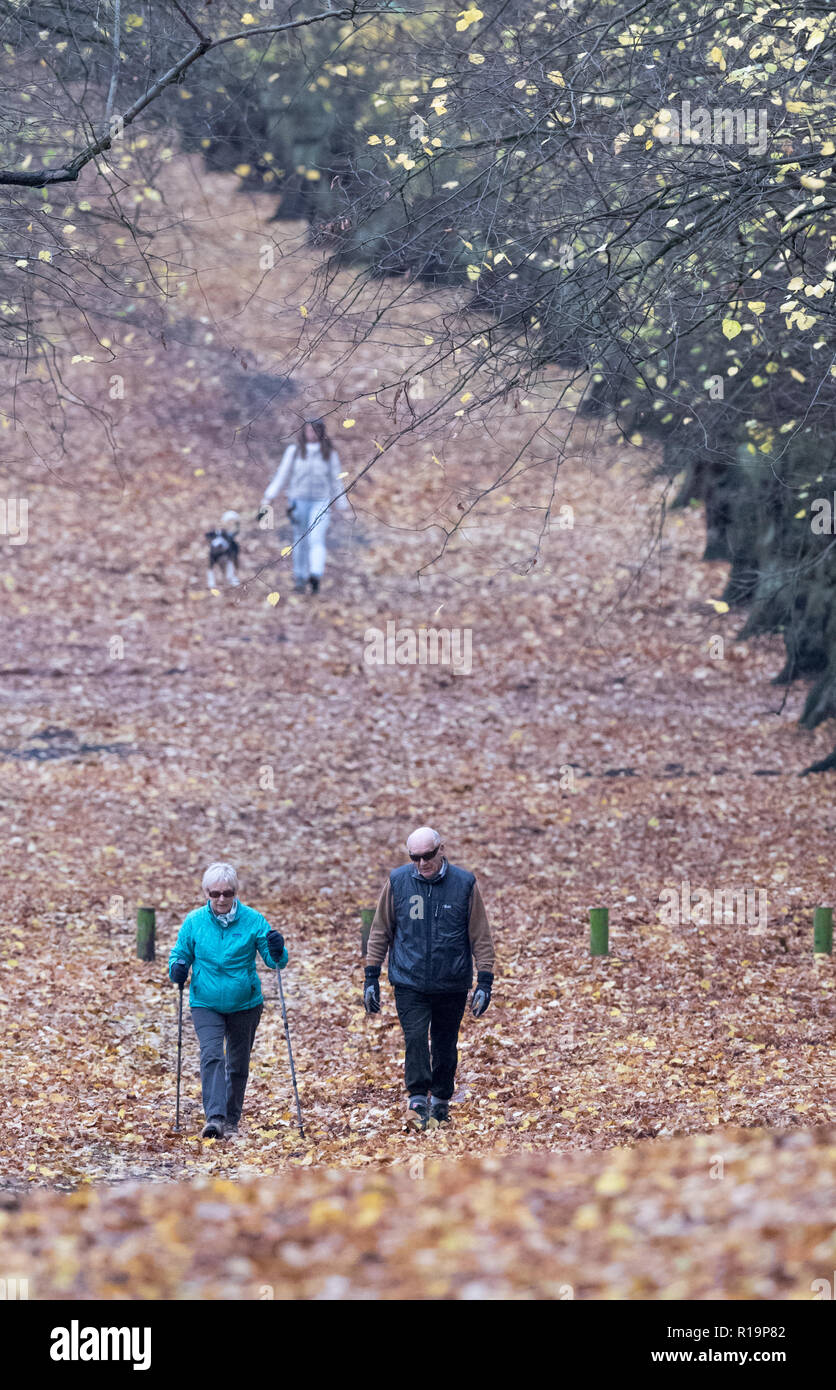 Clumber Park, Worksop, Regno Unito. Decimo Nov, 2018. Regno Unito Meteo. Dopo aver molto pesanti tempeste di pioggia durante la notte, escursionisti godetevi un pomeriggio passeggiata lungo il viale alberato in Clumber Park su una noiosa e cucire a sopraggitto giornata autunnale, Clumber Park, Nottinghamshire, Inghilterra, Regno Unito. Alan Beastall/Alamy Live News. Foto Stock