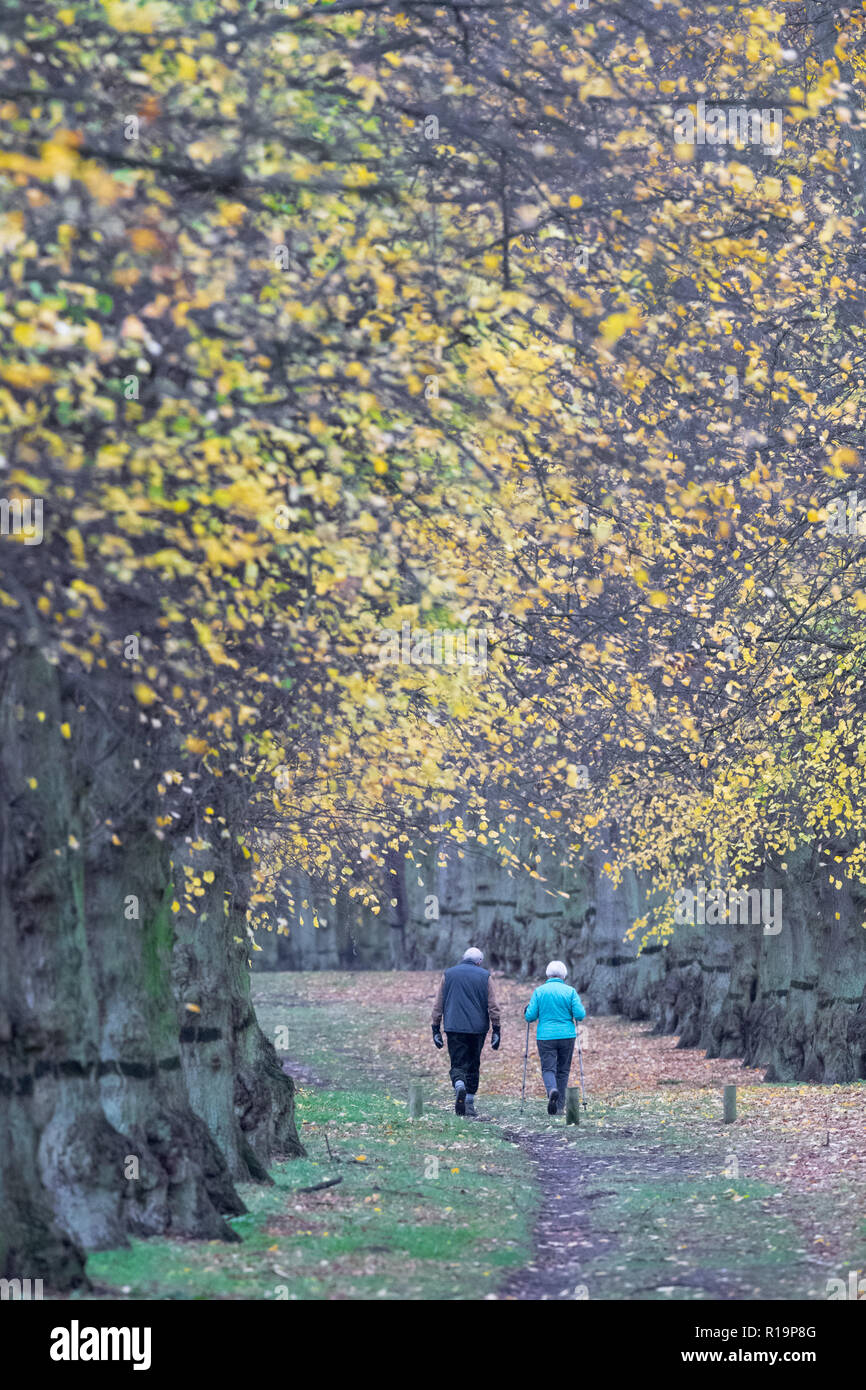 Clumber Park, Worksop, Regno Unito. Decimo Nov, 2018. Regno Unito Meteo. Dopo aver molto pesanti tempeste di pioggia durante la notte, escursionisti godetevi un pomeriggio passeggiata lungo il viale alberato in Clumber Park su una noiosa e cucire a sopraggitto giornata autunnale, Clumber Park, Nottinghamshire, Inghilterra, Regno Unito. Alan Beastall/Alamy Live News. Foto Stock
