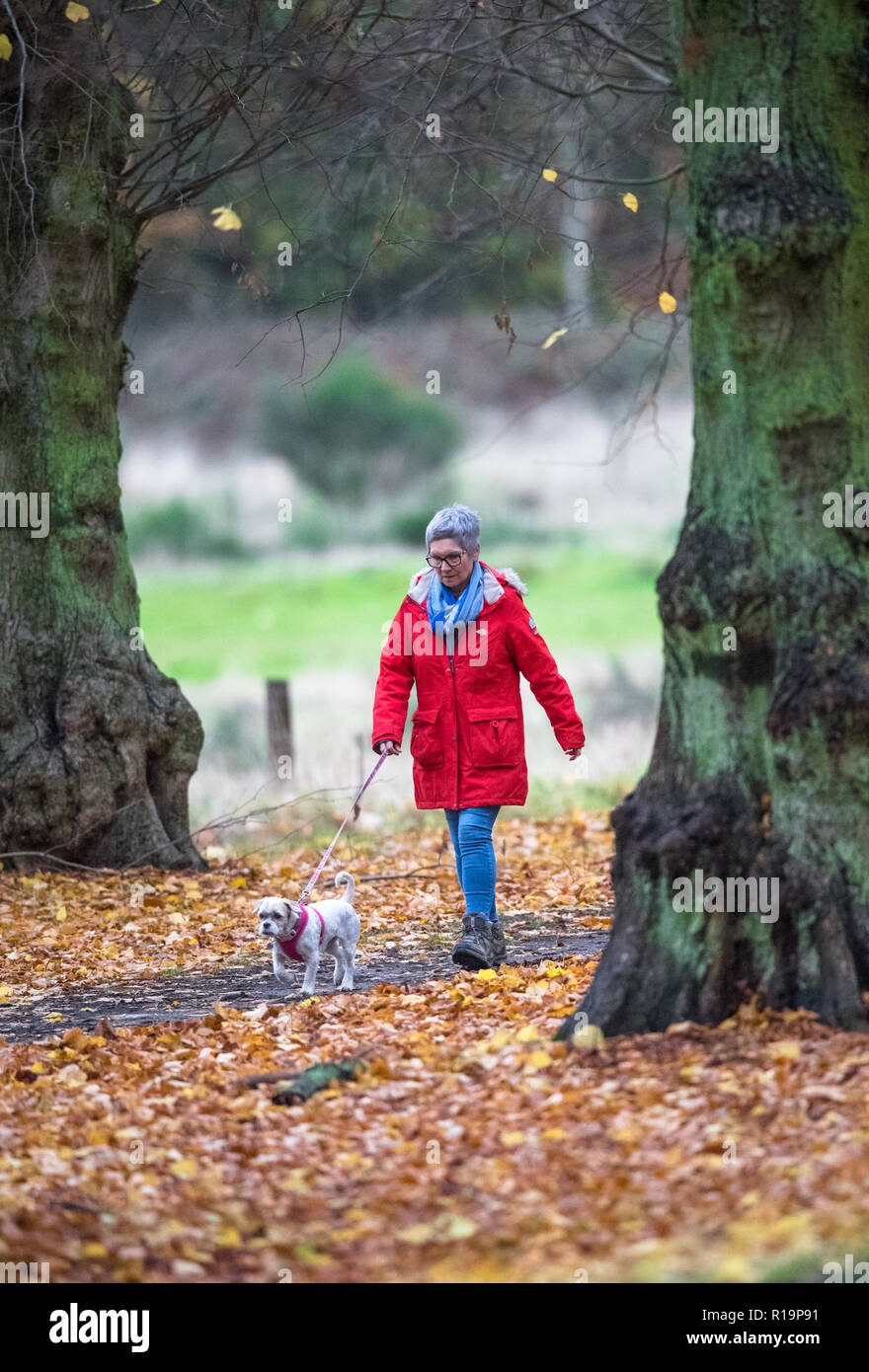 Regno Unito Meteo. Clumber Park, Worksop, Regno Unito. , . Dopo forti tempeste di pioggia durante la notte, un camminatore femminile e il suo cane da compagnia si godono una passeggiata pomeridiana lungo il viale alberato di Clumber Park in un giorno di autunno tormentato e sovrastato, Clumber Park, Nottinghamshire, Inghilterra, Regno Unito. Credit: Alan Keith Beastall/Alamy Live News Foto Stock