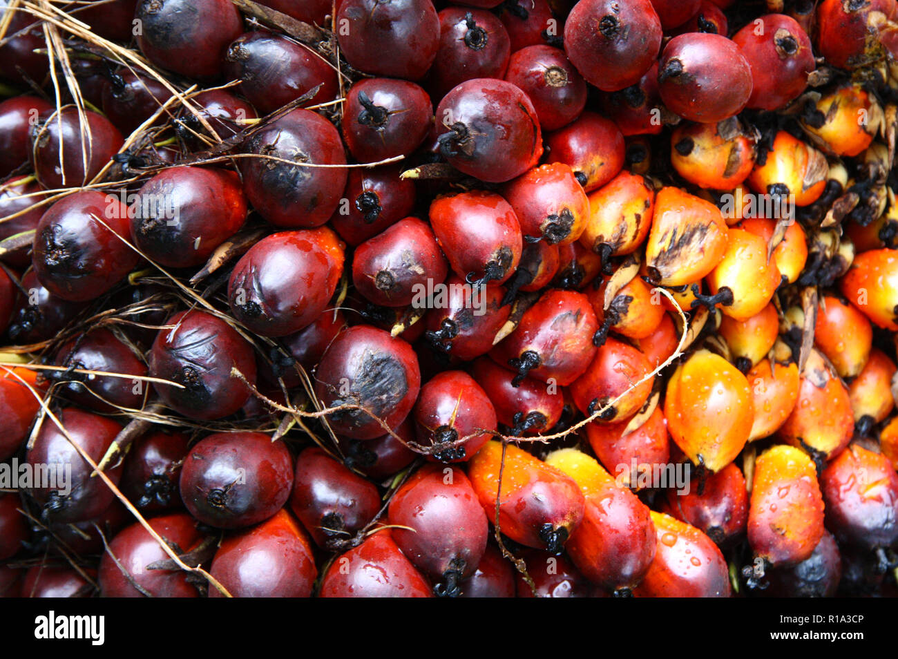 Olio di palma frutti sono visibili dopo essere state raccolte a Nusantara VIII olio di palma piantagioni. Foto Stock