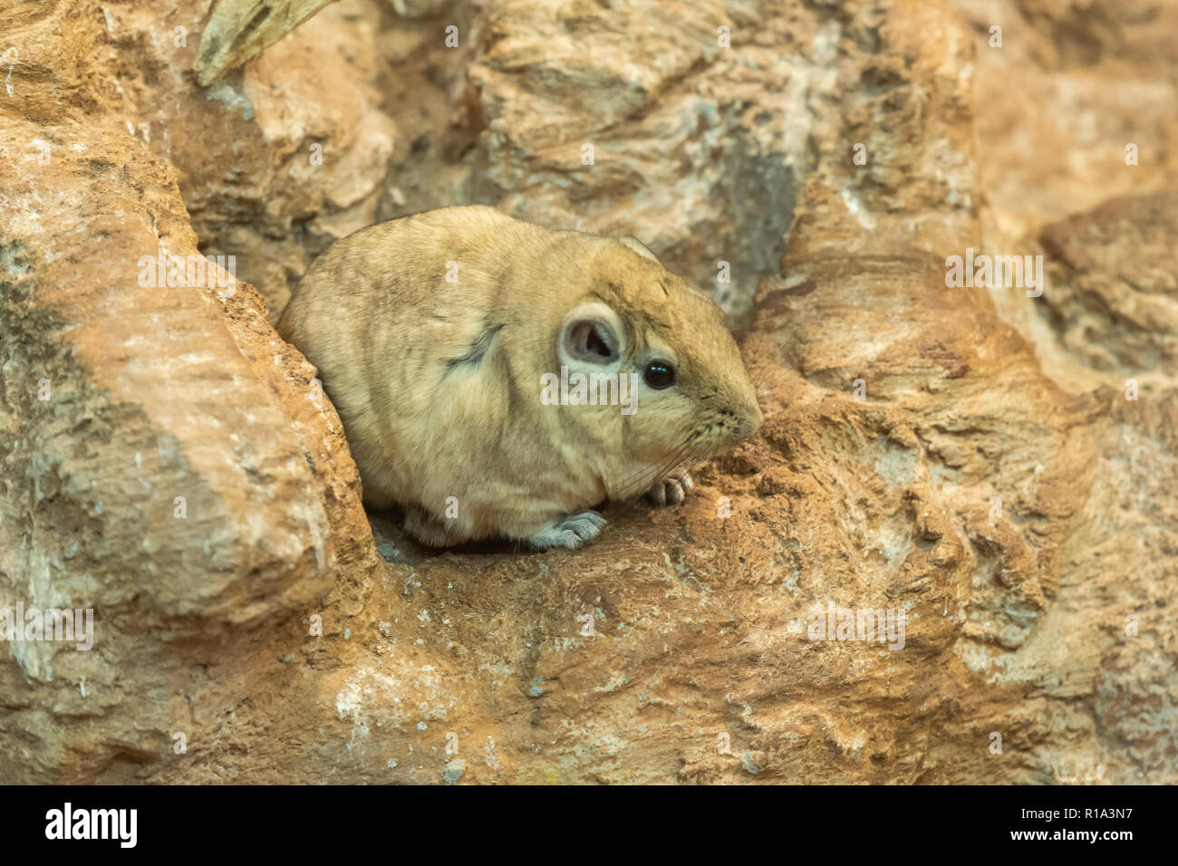 Piccolo roditore - Ctenodactylus gundi Foto Stock