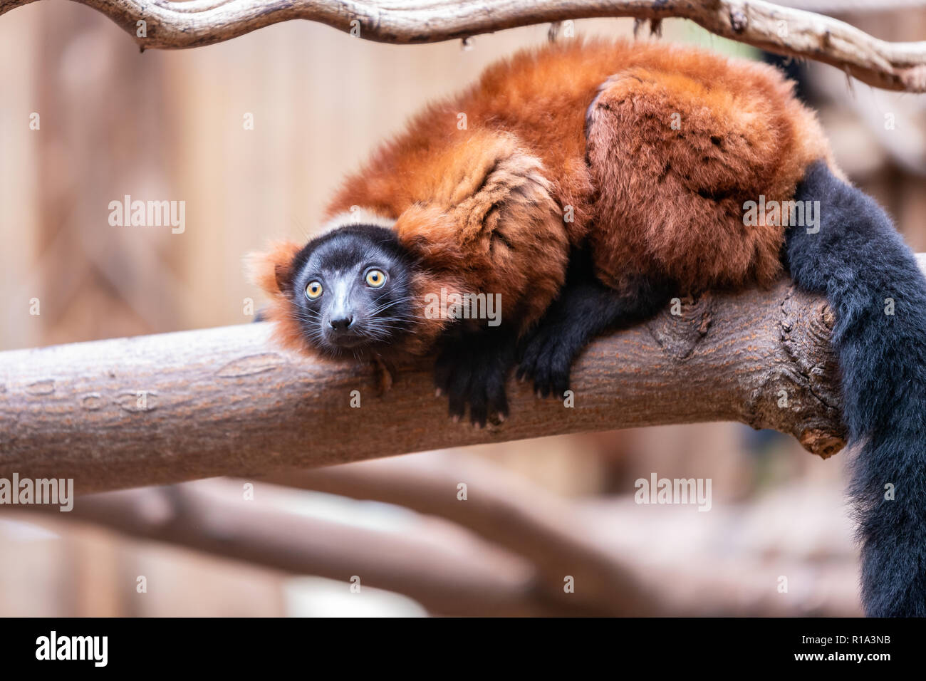 Rosso lemure ruffed egli guarda la lente Foto Stock