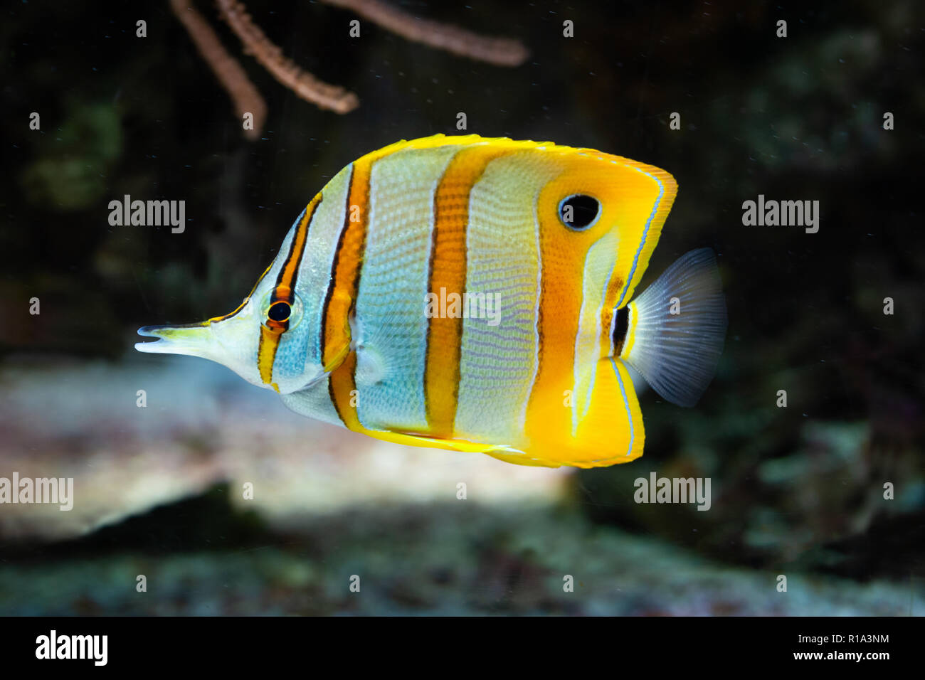 Pesce Chelmon rostratus - nastrati Butterflyfish Longsnout, saltwater Foto Stock