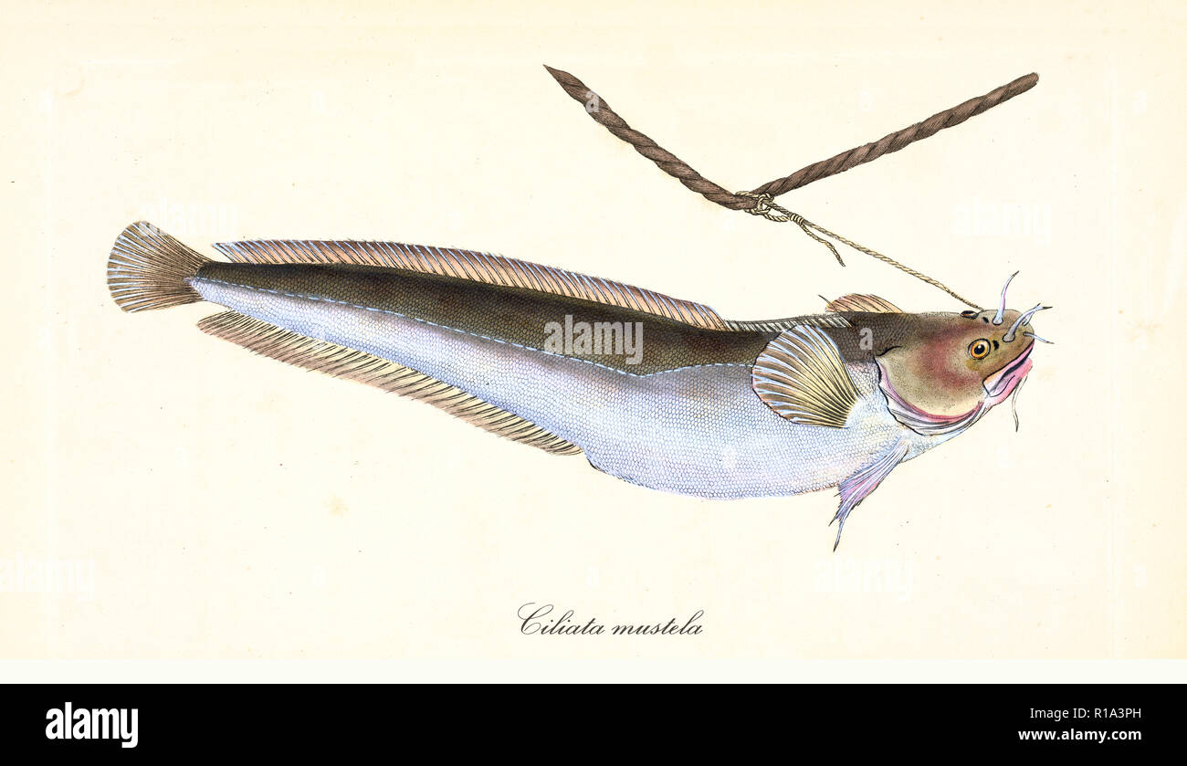 Antica illustrazione colorata di Fivebeard motella (Ciliata mustela), vista laterale del pesce lungo intrappolato da una corda, elemento isolato su sfondo bianco. Da Edward Donovan. Londra 1802 Foto Stock