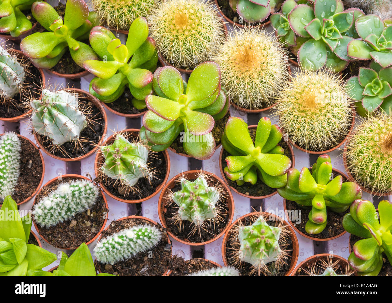 Assortimento di vario piante succulente, cactus. Moderno disegno alla moda texture, esotico sfondo spinoso Foto Stock